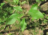 genus Populus