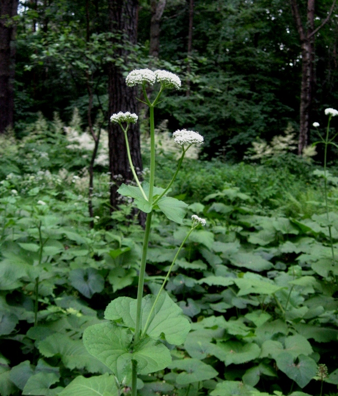 Image of Valeriana tiliifolia specimen.