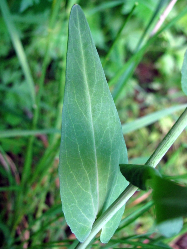 Image of Turritis glabra specimen.