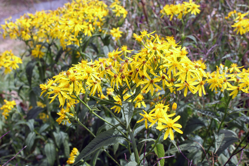 Image of Senecio nemorensis specimen.