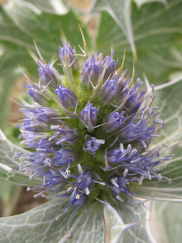 Image of Eryngium maritimum specimen.