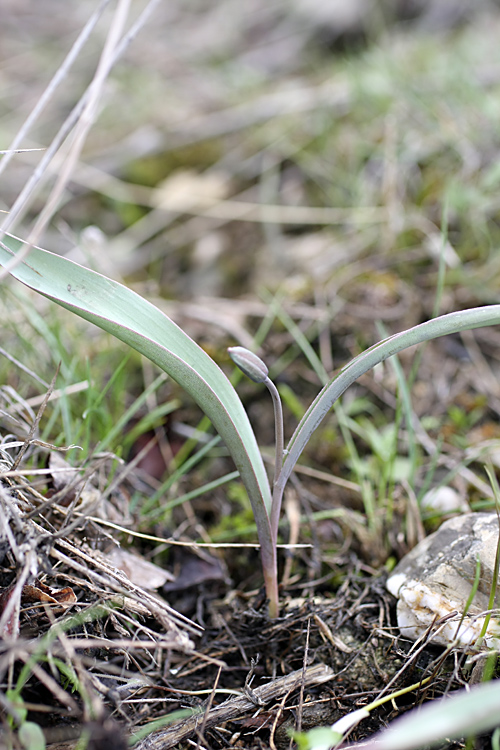 Изображение особи Tulipa turkestanica.