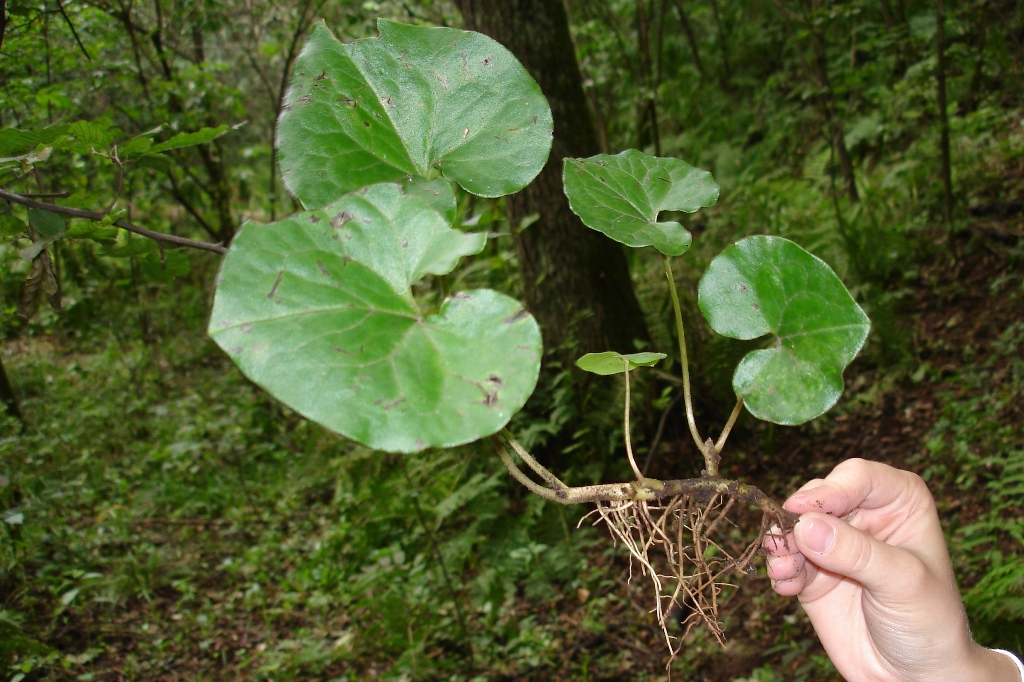 Image of Asarum intermedium specimen.