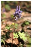 Corydalis solida. Цветущее растение. Республика Татарстан, г. Казань. 05.05.2006.