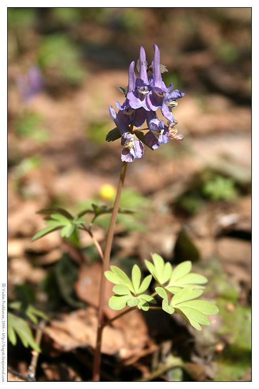Image of Corydalis solida specimen.