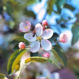 Malus domestica