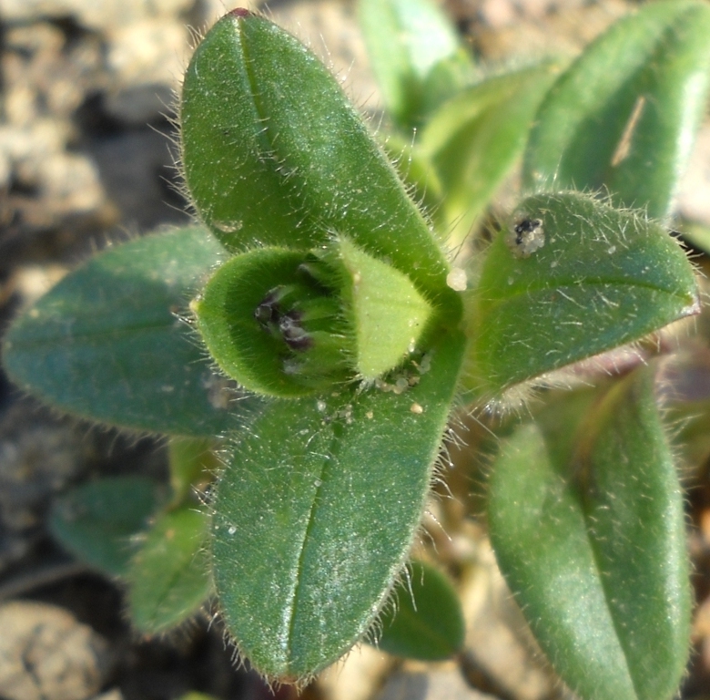 Image of Cerastium holosteoides specimen.