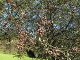 Pyrus cordata. Ветви с плодами. Испания, Страна Басков, Арратия, горный перевал Барасар. 11 октября 2011 г.