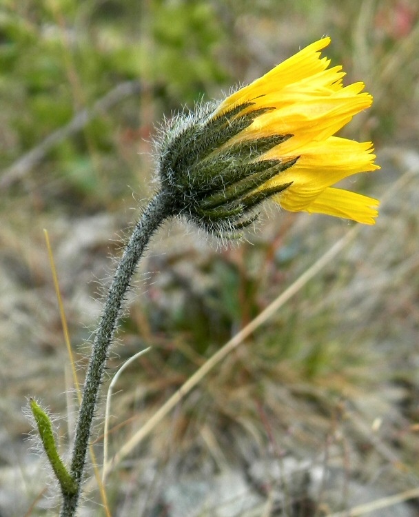 Image of Hieracium alpinum specimen.