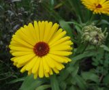 Calendula officinalis. Соцветие (вариант окраски с тёмными трубчатыми цветками). Санкт-Петербург, клумба. 17 октября 2011 г.
