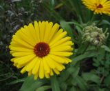 Calendula officinalis