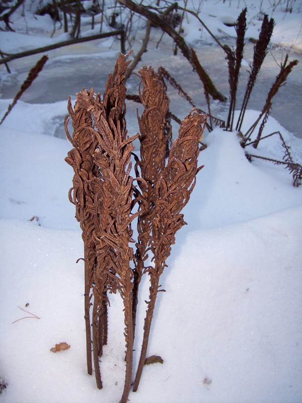 Image of Matteuccia struthiopteris specimen.