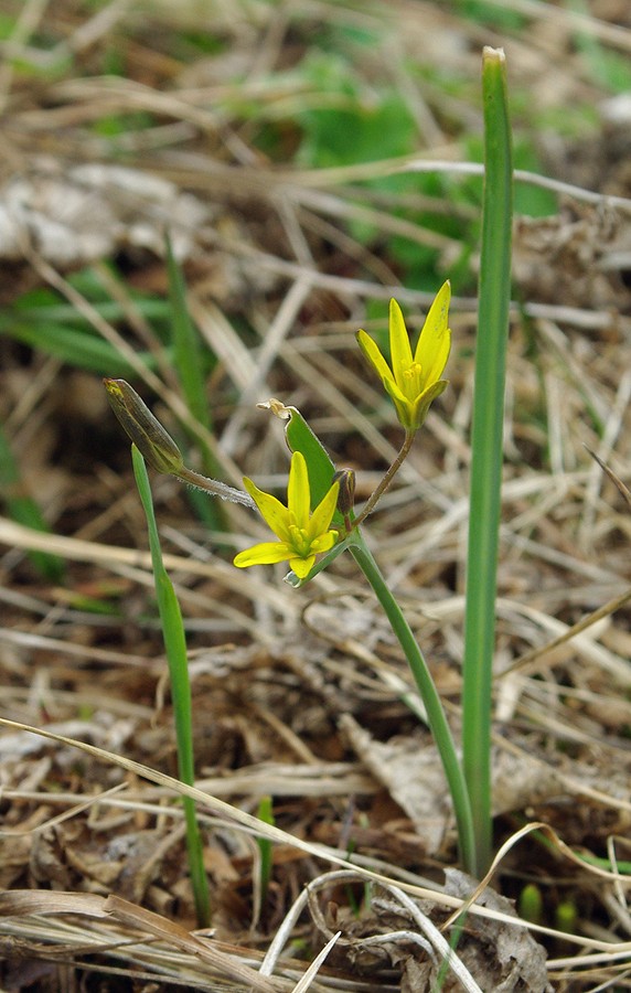 Image of genus Gagea specimen.