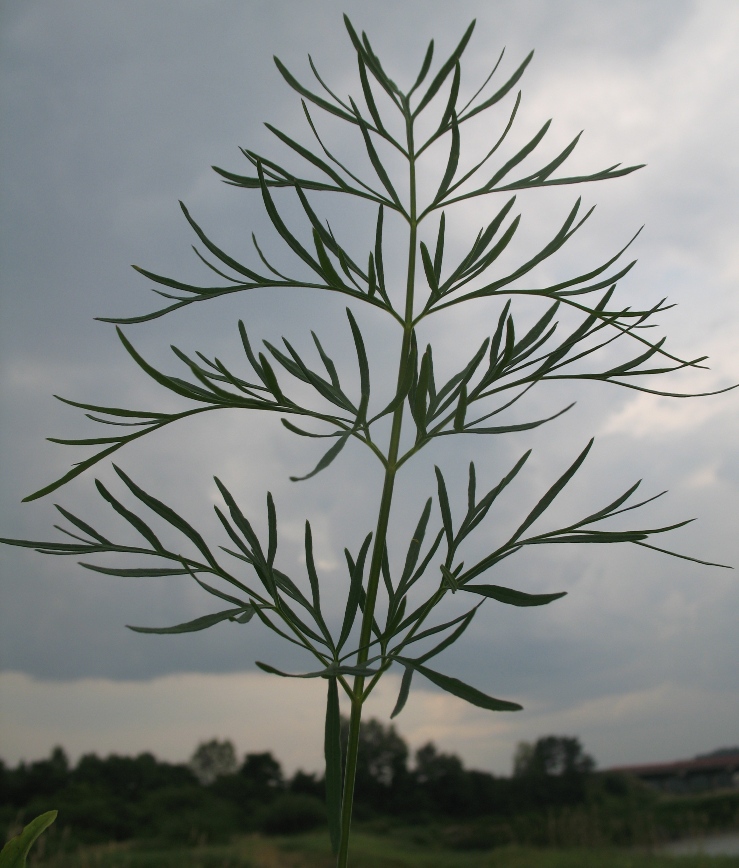 Image of Kadenia dubia specimen.