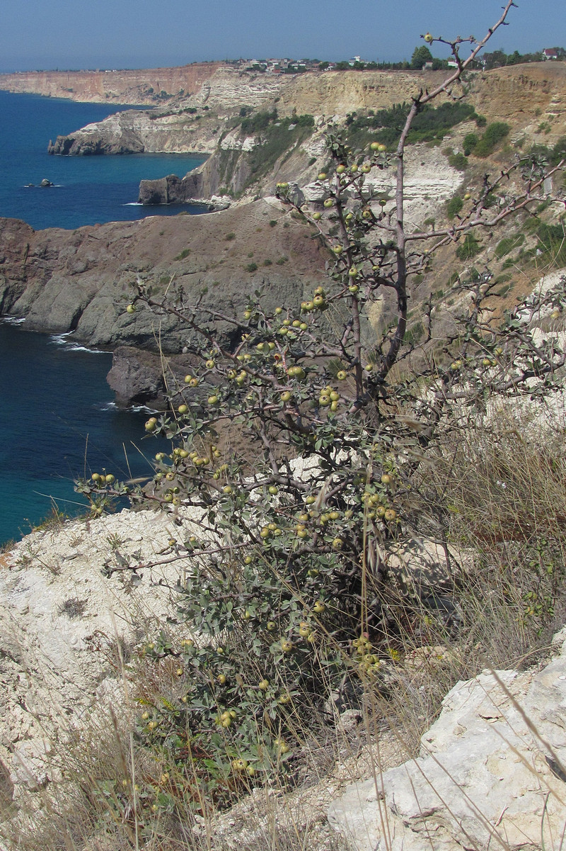 Изображение особи Pyrus elaeagrifolia.
