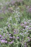 Nepeta parviflora