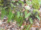 Polypodium vulgare