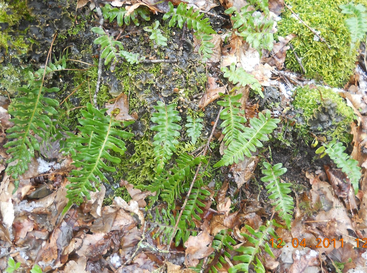 Изображение особи Polypodium vulgare.