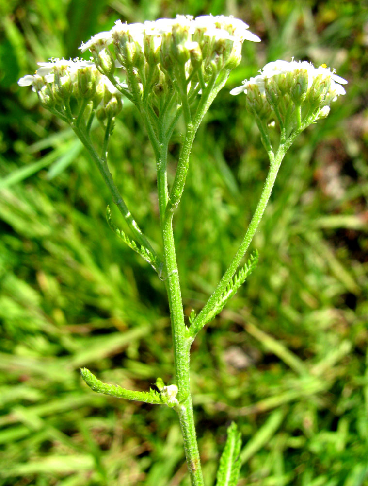 Image of Achillea collina specimen.