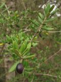 Olea europaea. Побег с плодом. Испания, Каталония, провинция Girona, Costa Brava, Sant Feliu de Guíxols, в подлеске соснового леса. 24 октября 2008 г.