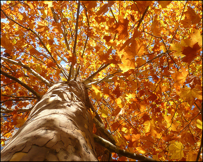 Изображение особи Platanus &times; acerifolia.