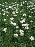 Bellis perennis