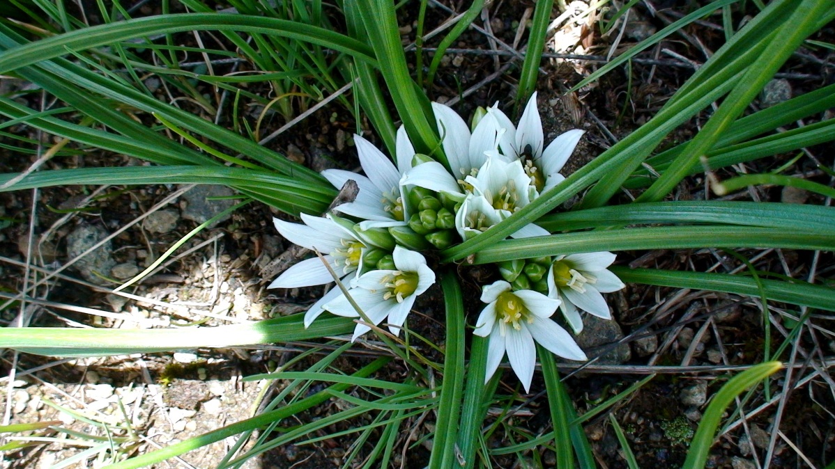 Изображение особи Ornithogalum sigmoideum.