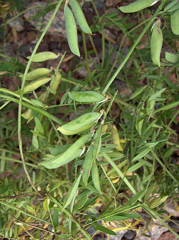 Image of Vicia cracca specimen.