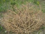 Salsola tragus