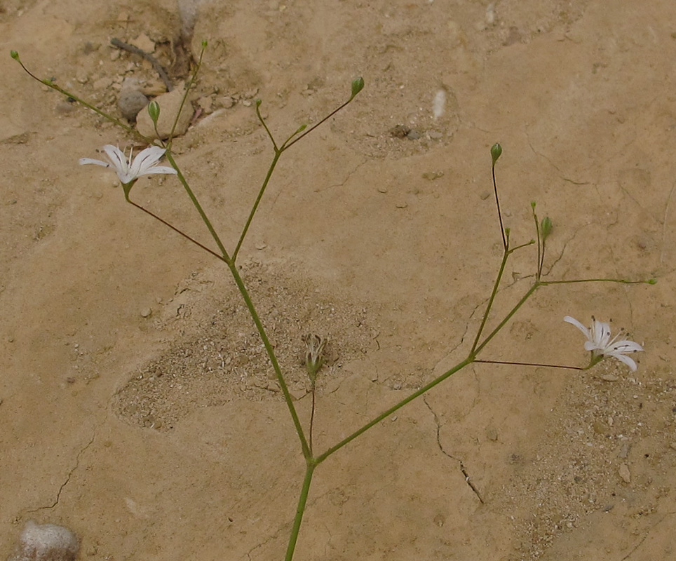 Image of Gypsophila capillaris specimen.