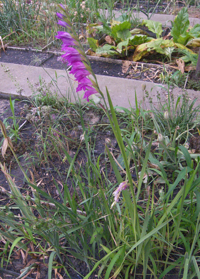 Изображение особи Gladiolus palustris.