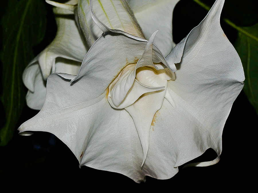 Изображение особи Brugmansia arborea.