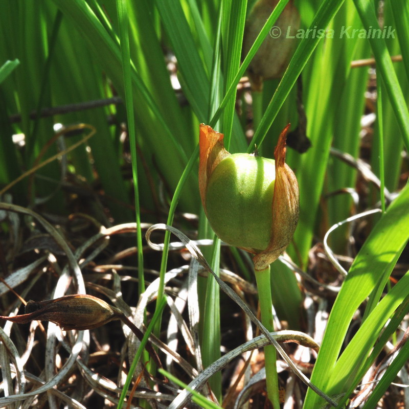 Image of Iris uniflora specimen.