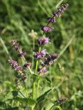 Salvia verticillata