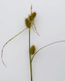 Carex flava