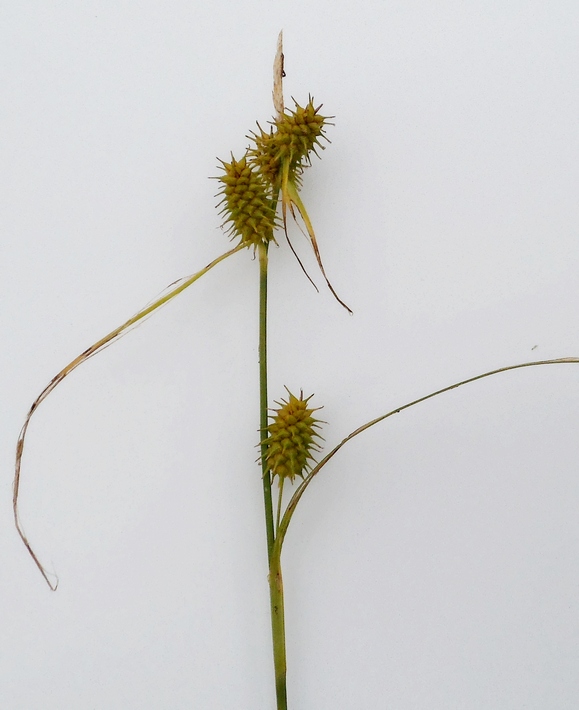 Image of Carex flava specimen.