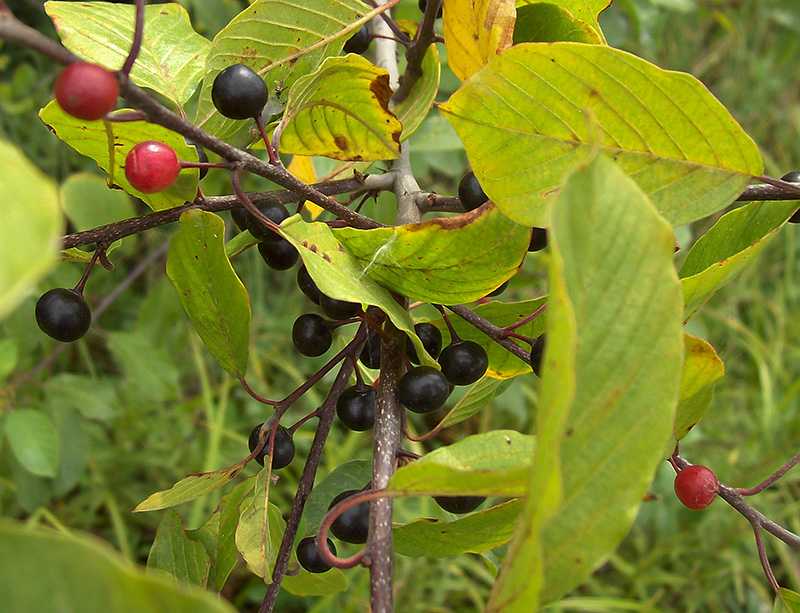 Image of Frangula alnus specimen.