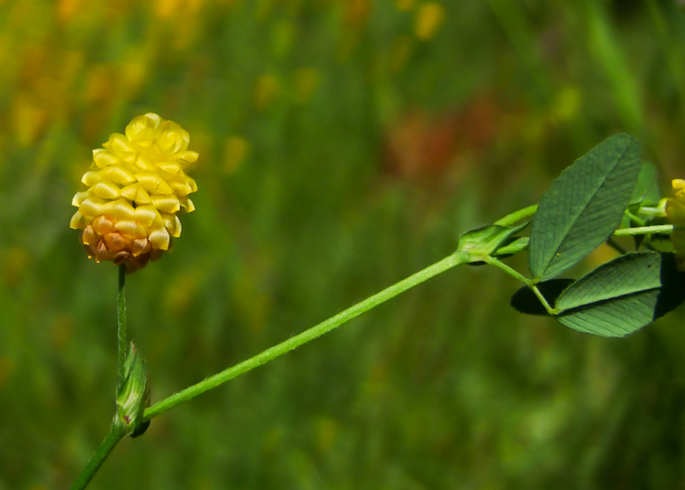 Image of Trifolium campestre specimen.