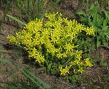 Sedum acre