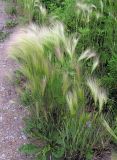 Hordeum jubatum