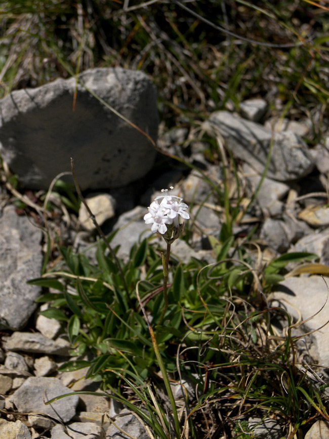 Image of Valeriana jelenevskyi specimen.