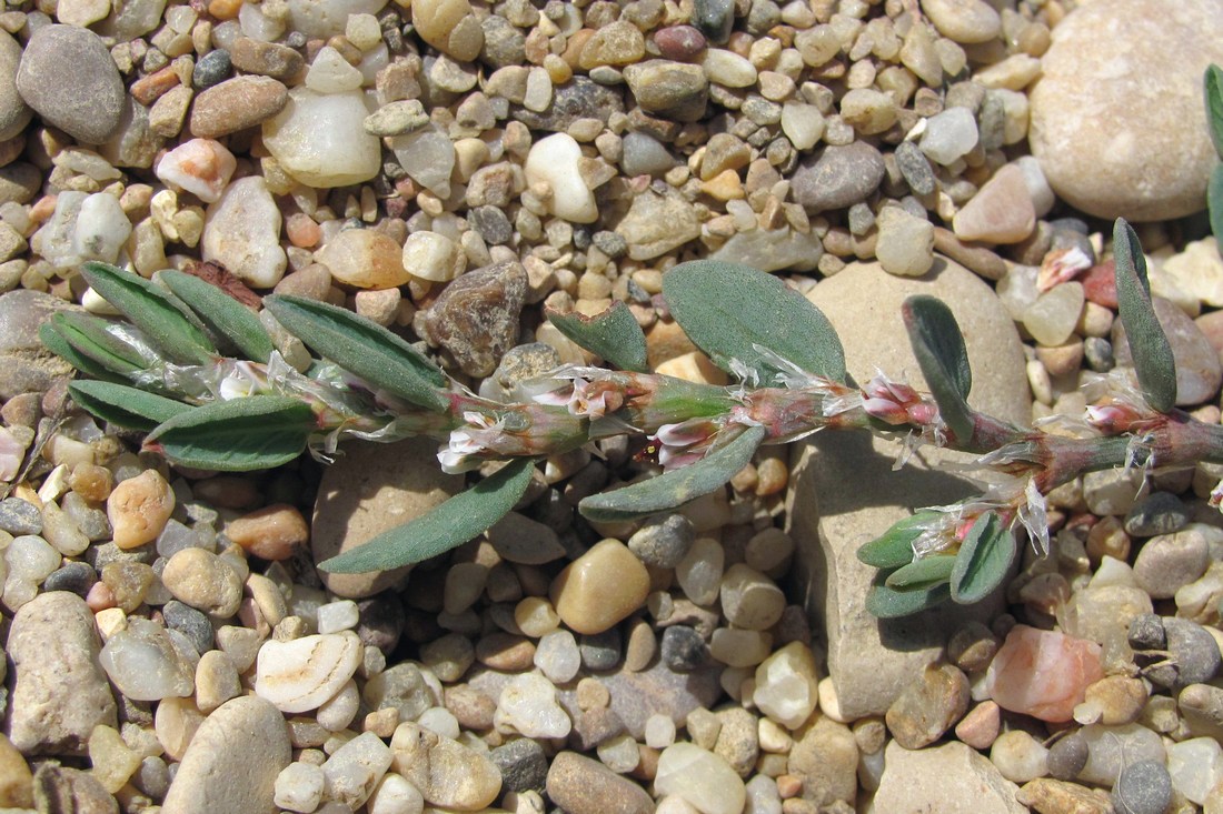 Изображение особи Polygonum maritimum.