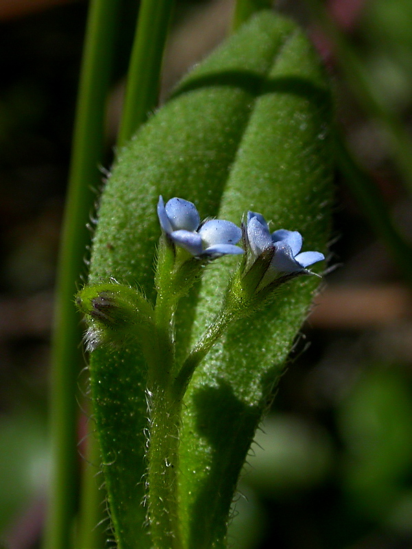 Image of Myosotis sparsiflora specimen.