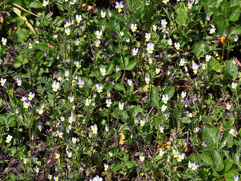 Image of Viola tricolor specimen.