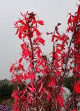 Lobelia cardinalis. Верхняя часть цветущего растения. Нидерланды, г. Venlo, \"Floriada 2012\". 11.09.2012.