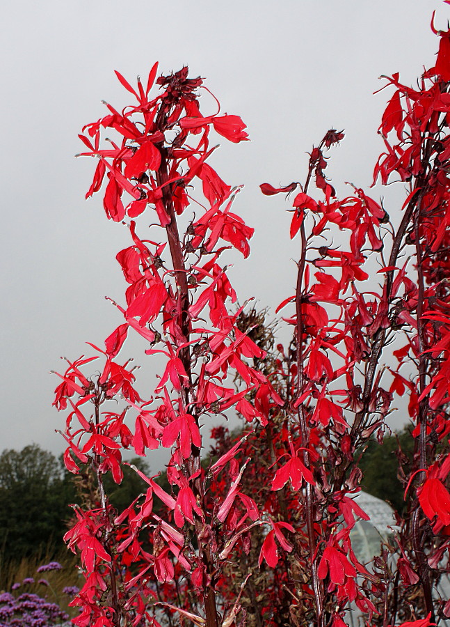 Image of Lobelia cardinalis specimen.