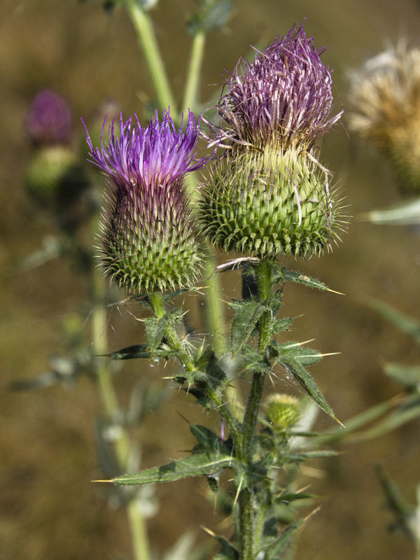 Изображение особи Cirsium serrulatum.