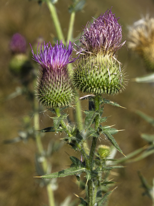 Image of Cirsium serrulatum specimen.