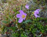 Claytonia acutifolia
