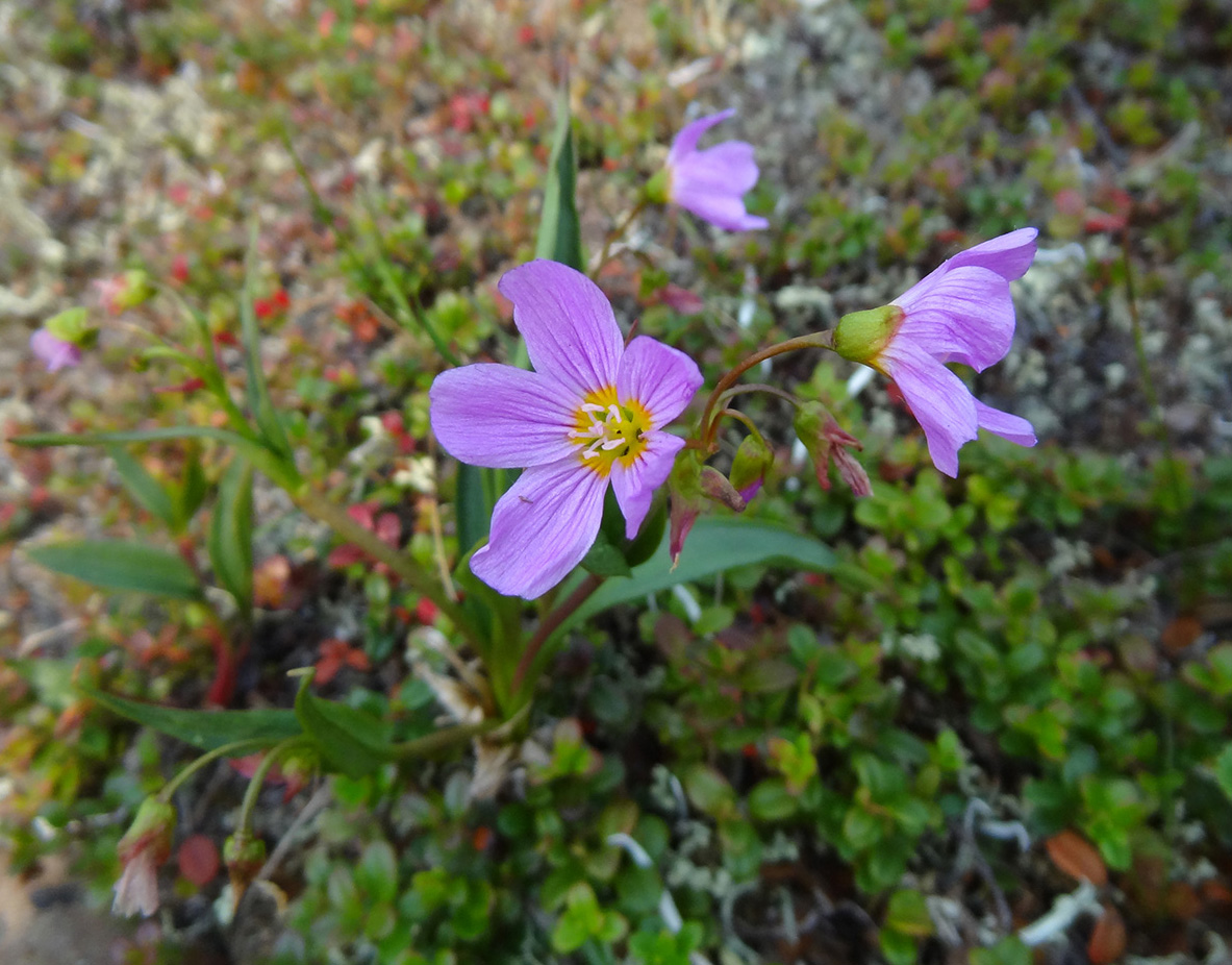 Image of Claytonia acutifolia specimen.